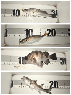 セイゴ（マルスズキ）の釣果