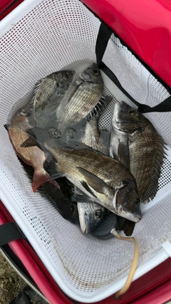 チヌの釣果