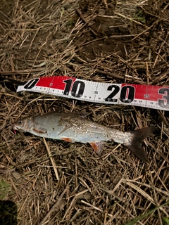 ウグイの釣果