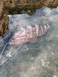 キジハタの釣果