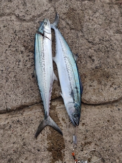 サゴシの釣果