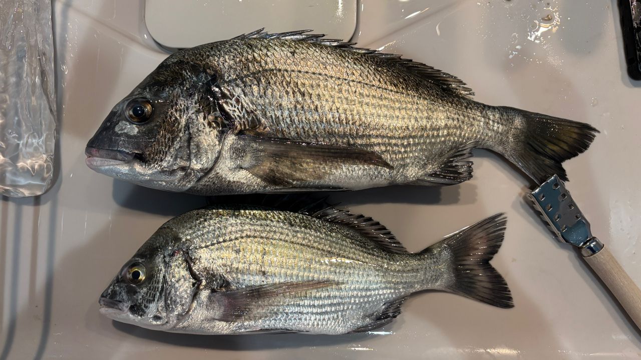 チヌの釣果・釣り情報まとめ【2026年最新】 - アングラーズ | 釣果600