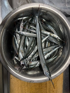 サヨリの釣果
