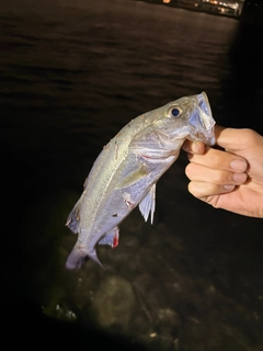 セイゴ（マルスズキ）の釣果