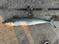 サワラの釣果
