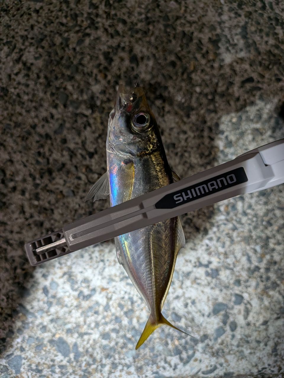 DAIWA 23月下美人 AIR AJING 510UL-S・Wの最安値・インプレ・釣果