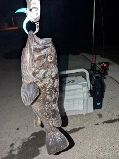 クロソイの釣果