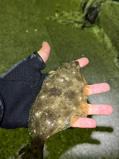 ヒラメの釣果