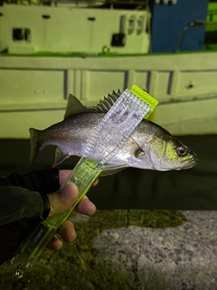 セイゴ（マルスズキ）の釣果
