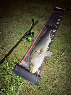 シーバスの釣果