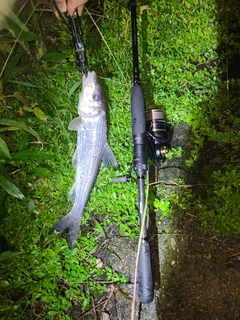 ニゴイの釣果