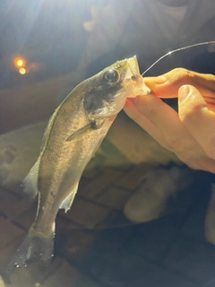 セイゴ（マルスズキ）の釣果
