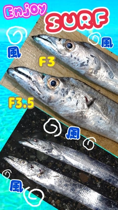 タチウオの釣果