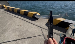 サヨリの釣果