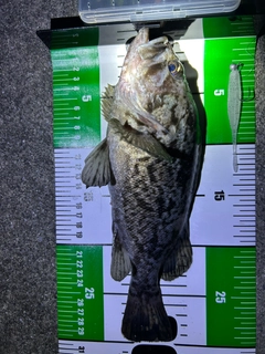 クロソイの釣果