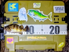 クロメバルの釣果