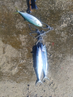 サゴシの釣果
