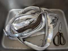 タチウオの釣果