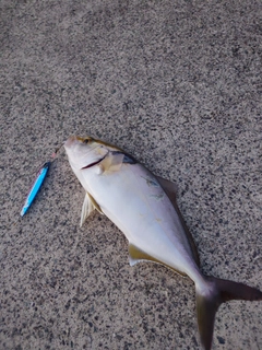 ショゴの釣果