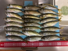 マアジの釣果