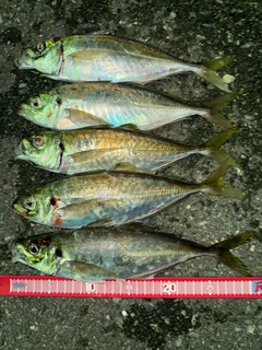 アジの釣果