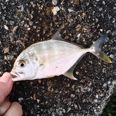 メッキの釣果