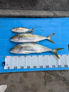 ヒラマサの釣果