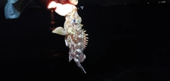 ガシラの釣果