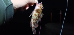 ガシラの釣果