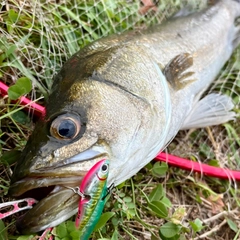 フッコ（マルスズキ）の釣果
