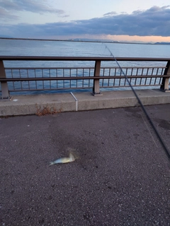 シイラの釣果