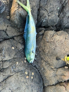 シイラの釣果