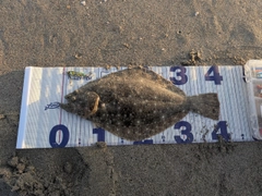ヒラメの釣果