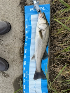 フッコ（マルスズキ）の釣果