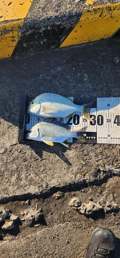 ヘダイの釣果
