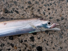 タチウオの釣果