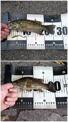 スモールマウスバスの釣果