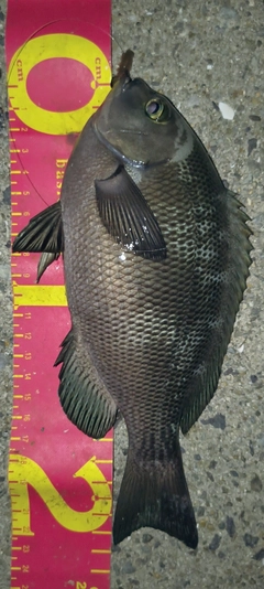 グレの釣果