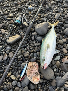 イナダの釣果