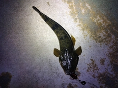 マゴチの釣果