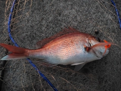 マダイの釣果