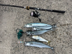 サゴシの釣果