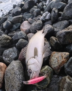 ヒラスズキの釣果