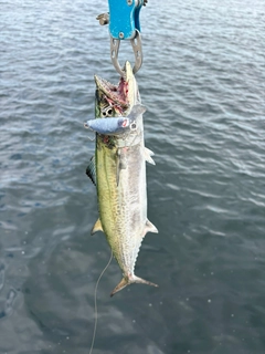 サゴシの釣果