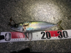 サバの釣果