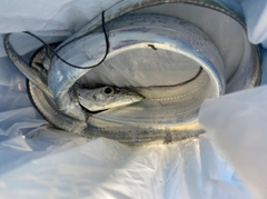 タチウオの釣果