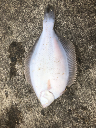 カレイの釣果