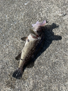 クロソイの釣果