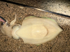 モンゴウイカの釣果
