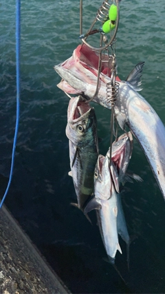 サゴシの釣果